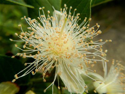 Harvesting fish in Malolos City, Bulacan Guava flowers in the Philippines War declared vs ‘Gloria fish’ ‘Gloria’ an abomination in Bataan fishponds Gloria, or the black chin tilapia (Sarotherodon mela