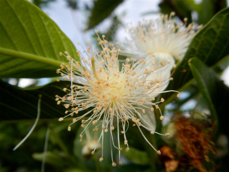 Harvesting fish in Malolos City, Bulacan Guava flowers in the Philippines War declared vs ‘Gloria fish’ ‘Gloria’ an abomination in Bataan fishponds Gloria, or the black chin tilapia (Sarotherodon mela