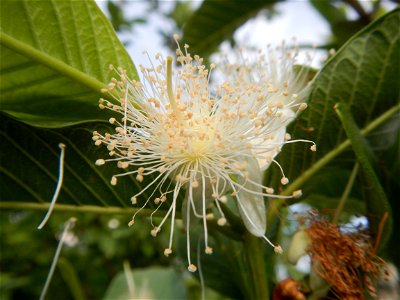 Harvesting fish in Malolos City, Bulacan Guava flowers in the Philippines War declared vs ‘Gloria fish’ ‘Gloria’ an abomination in Bataan fishponds Gloria, or the black chin tilapia (Sarotherodon mela
