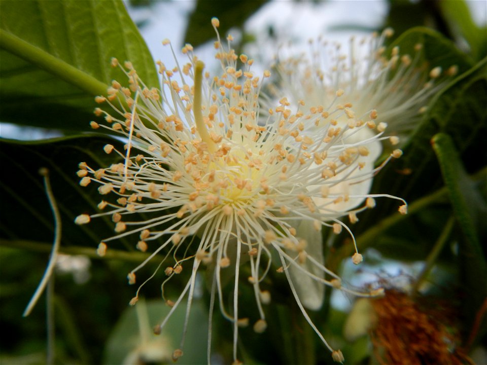 Harvesting fish in Malolos City, Bulacan Guava flowers in the Philippines War declared vs ‘Gloria fish’ ‘Gloria’ an abomination in Bataan fishponds Gloria, or the black chin tilapia (Sarotherodon mela