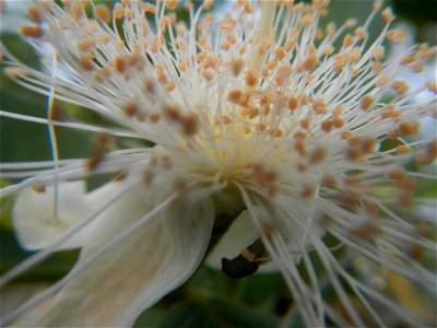 Harvesting fish in Malolos City, Bulacan Guava flowers in the Philippines War declared vs ‘Gloria fish’ ‘Gloria’ an abomination in Bataan fishponds Gloria, or the black chin tilapia (Sarotherodon mela