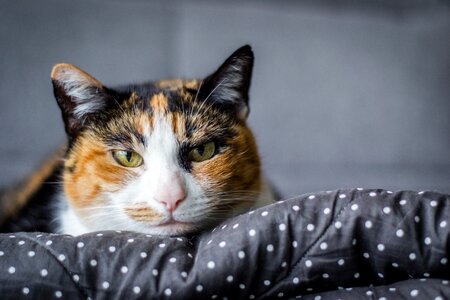 Tranquility animal cat face