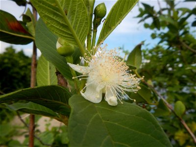 Harvesting fish in Malolos City, Bulacan Guava flowers in the Philippines War declared vs ‘Gloria fish’ ‘Gloria’ an abomination in Bataan fishponds Gloria, or the black chin tilapia (Sarotherodon mela