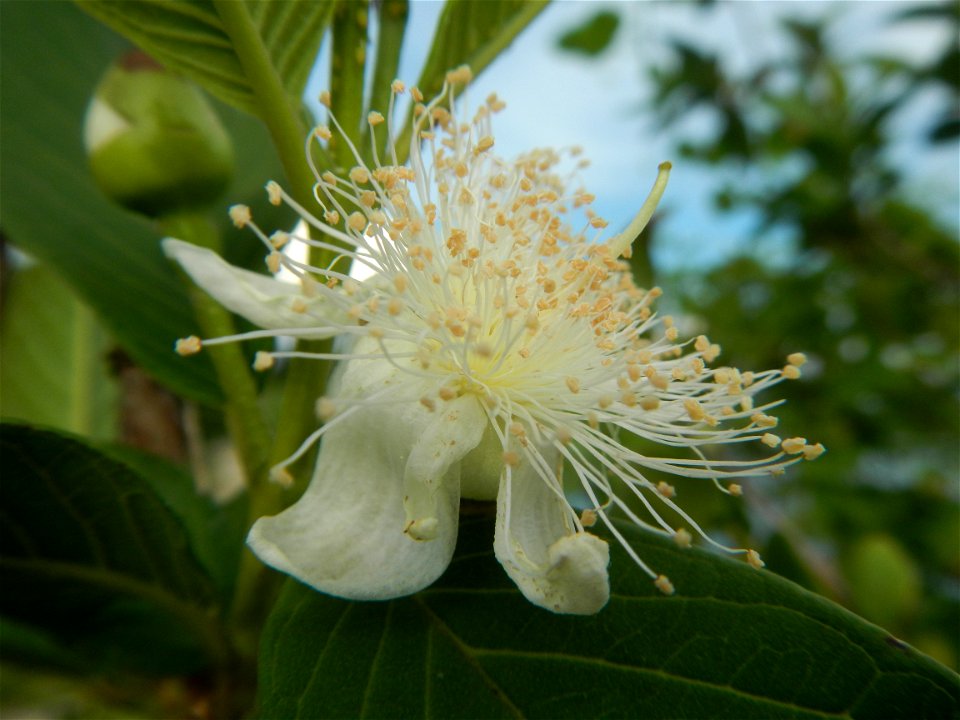Harvesting fish in Malolos City, Bulacan Guava flowers in the Philippines War declared vs ‘Gloria fish’ ‘Gloria’ an abomination in Bataan fishponds Gloria, or the black chin tilapia (Sarotherodon mela