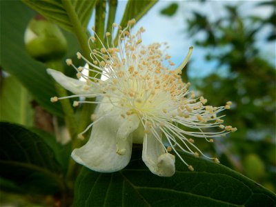 Harvesting fish in Malolos City, Bulacan Guava flowers in the Philippines War declared vs ‘Gloria fish’ ‘Gloria’ an abomination in Bataan fishponds Gloria, or the black chin tilapia (Sarotherodon mela