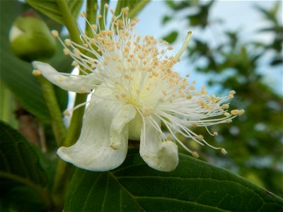 Harvesting fish in Malolos City, Bulacan Guava flowers in the Philippines War declared vs ‘Gloria fish’ ‘Gloria’ an abomination in Bataan fishponds Gloria, or the black chin tilapia (Sarotherodon mela