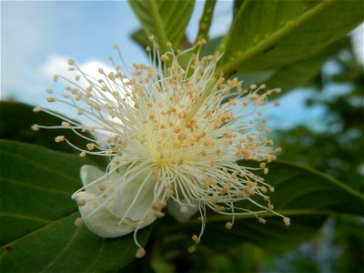 Harvesting fish in Malolos City, Bulacan Guava flowers in the Philippines War declared vs ‘Gloria fish’ ‘Gloria’ an abomination in Bataan fishponds Gloria, or the black chin tilapia (Sarotherodon mela
