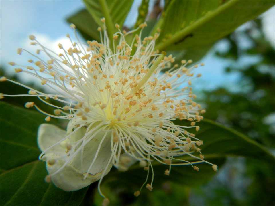 Harvesting fish in Malolos City, Bulacan Guava flowers in the Philippines War declared vs ‘Gloria fish’ ‘Gloria’ an abomination in Bataan fishponds Gloria, or the black chin tilapia (Sarotherodon mela