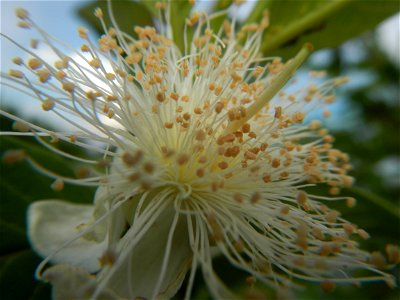 Harvesting fish in Malolos City, Bulacan Guava flowers in the Philippines War declared vs ‘Gloria fish’ ‘Gloria’ an abomination in Bataan fishponds Gloria, or the black chin tilapia (Sarotherodon mela
