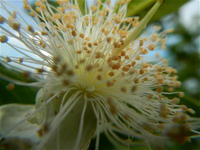Harvesting fish in Malolos City, Bulacan Guava flowers in the Philippines War declared vs ‘Gloria fish’ ‘Gloria’ an abomination in Bataan fishponds Gloria, or the black chin tilapia (Sarotherodon mela