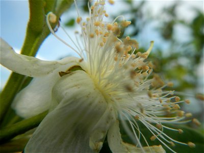 Harvesting fish in Malolos City, Bulacan Guava flowers in the Philippines War declared vs ‘Gloria fish’ ‘Gloria’ an abomination in Bataan fishponds Gloria, or the black chin tilapia (Sarotherodon mela