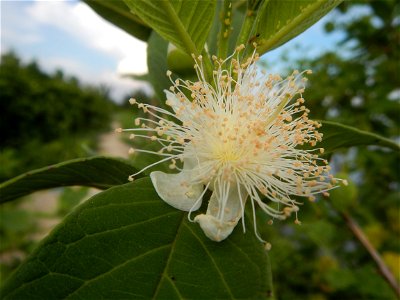 Harvesting fish in Malolos City, Bulacan Guava flowers in the Philippines War declared vs ‘Gloria fish’ ‘Gloria’ an abomination in Bataan fishponds Gloria, or the black chin tilapia (Sarotherodon mela