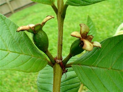 A baby guava, in its budding stage. photo