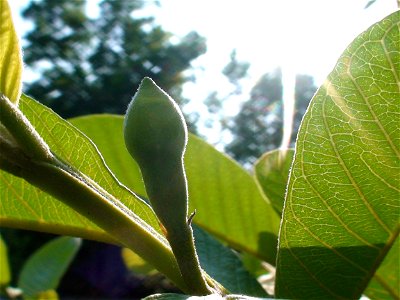 A budding guava fruit.