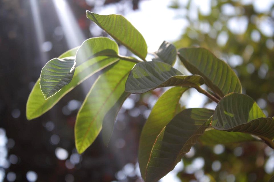 Guava leaves in sunlight
