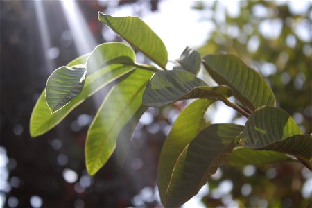 Guava leaves in sunlight