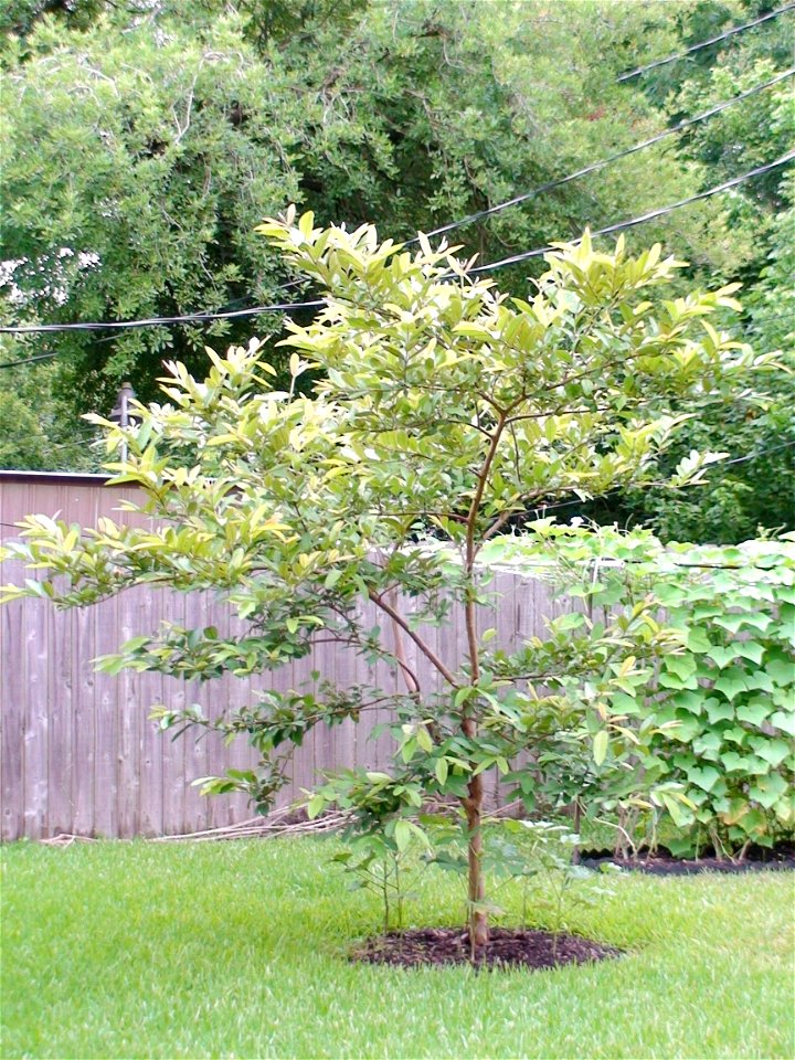 Young guava tree