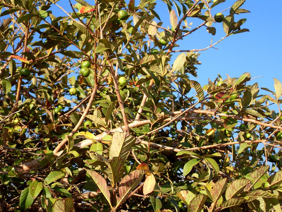 Psidium guajava tree at Monte Albán in Mexico.
