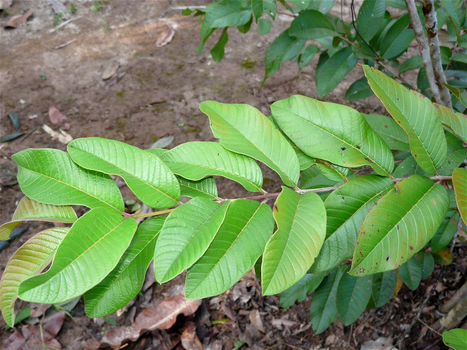 Hariliku guajaavipuu (Psidium guajava) lehed. Pildistatud Rio Negro ääres Brasiilias.