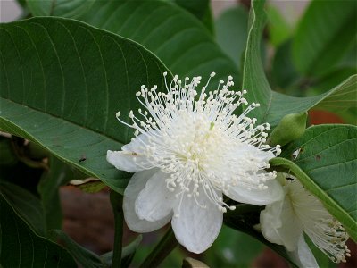 പേരപ്പൂവ്