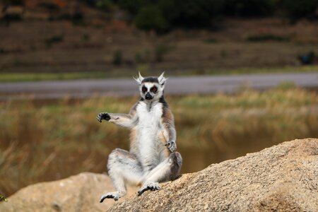 Madagascar lemur fauna