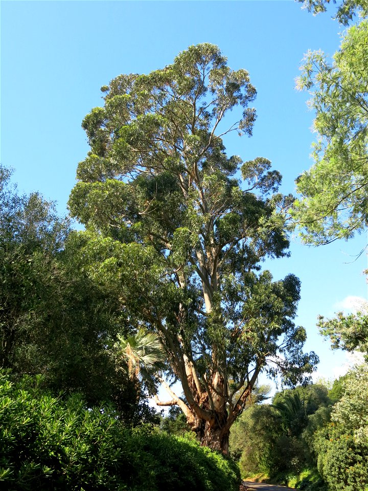 Domaine du Rayol - Eucalyptus globulus. Rayol-Canadel-sur-Mer (Var, France).
