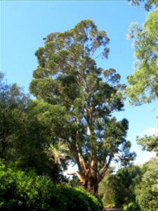Domaine du Rayol - Eucalyptus globulus. Rayol-Canadel-sur-Mer (Var, France).