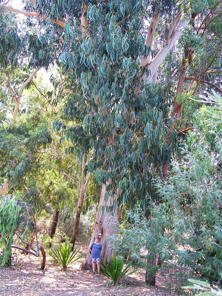 Eucalyptus bicostata  (Eucalyptus globulus subsp. bicostata) Southern blue gum, eurabbie, blue gum or Victorian blue gum

Location
Botanical Garden on Lokrum isle (Croatia)