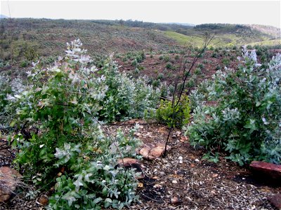 Eucalyptus globulus in Portugal, 2 years after a forest fire. High temperature of resin burning has sterilized the ground. All biodiversity has disappeared