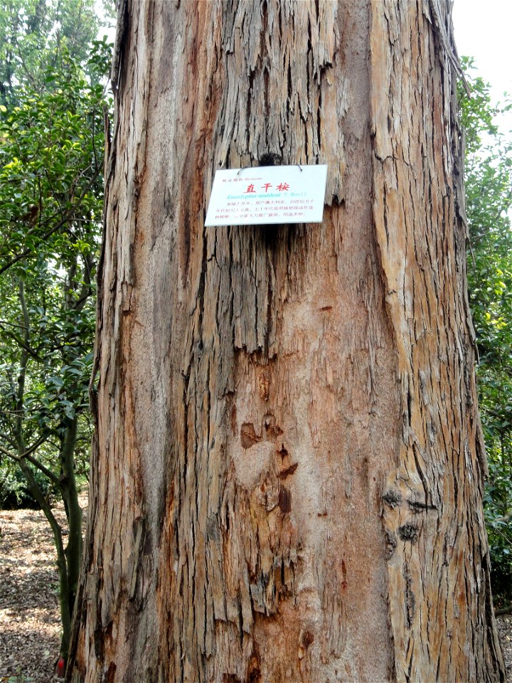 Plant specimen in the Kunming Botanical Garden, Kunming, Yunnan, China.