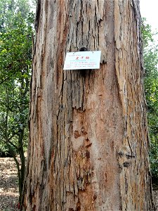 Plant specimen in the Kunming Botanical Garden, Kunming, Yunnan, China.