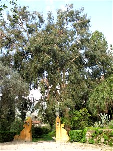 Eucalyptus globulus in the jardin des Serres de la Madone in Menton (Alpes-Maritimes, France). Identified by its botanic label.