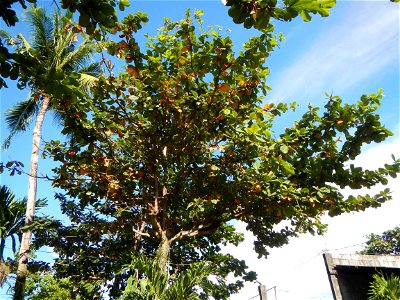 Barangay Capalangan, beside Sulipan, Apalit, Pampanga province  Saint Peter's Shrine & Holy Cross Chapel, Capalangan Chapel, Diocese Saint Peter's Shrine or Apung Iru Shrine, New Alauli Shrine, Or
