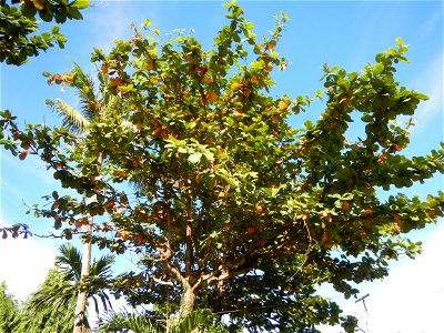 Barangay Capalangan, beside Sulipan, Apalit, Pampanga province  Saint Peter's Shrine & Holy Cross Chapel, Capalangan Chapel, Diocese Saint Peter's Shrine or Apung Iru Shrine, New Alauli Shrine, Or