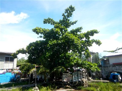 Photos taken during the 2020 coronavirus pandemic in Meycauayan, Bulacan Timeline of the 2020 coronavirus pandemic in the Philippines  2020 coronavirus pandemic in the Philippines Bayanihan to Heal as