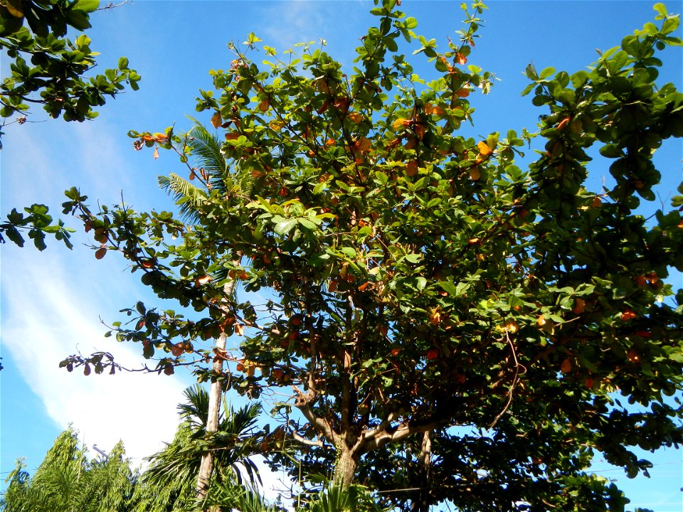 Barangay Capalangan, beside Sulipan, Apalit, Pampanga province  Saint Peter's Shrine & Holy Cross Chapel, Capalangan Chapel, Diocese Saint Peter's Shrine or Apung Iru Shrine, New Alauli Shrine, Or