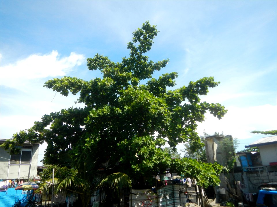 Photos taken during the 2020 coronavirus pandemic in Meycauayan, Bulacan Timeline of the 2020 coronavirus pandemic in the Philippines  2020 coronavirus pandemic in the Philippines Bayanihan to Heal as