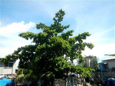 Photos taken during the 2020 coronavirus pandemic in Meycauayan, Bulacan Timeline of the 2020 coronavirus pandemic in the Philippines  2020 coronavirus pandemic in the Philippines Bayanihan to Heal as