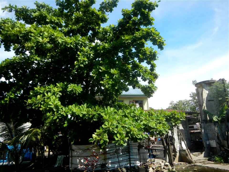 Photos taken during the 2020 coronavirus pandemic in Meycauayan, Bulacan Timeline of the 2020 coronavirus pandemic in the Philippines  2020 coronavirus pandemic in the Philippines Bayanihan to Heal as