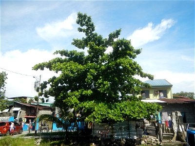 Photos taken during the 2020 coronavirus pandemic in Meycauayan, Bulacan Timeline of the 2020 coronavirus pandemic in the Philippines  2020 coronavirus pandemic in the Philippines Bayanihan to Heal as