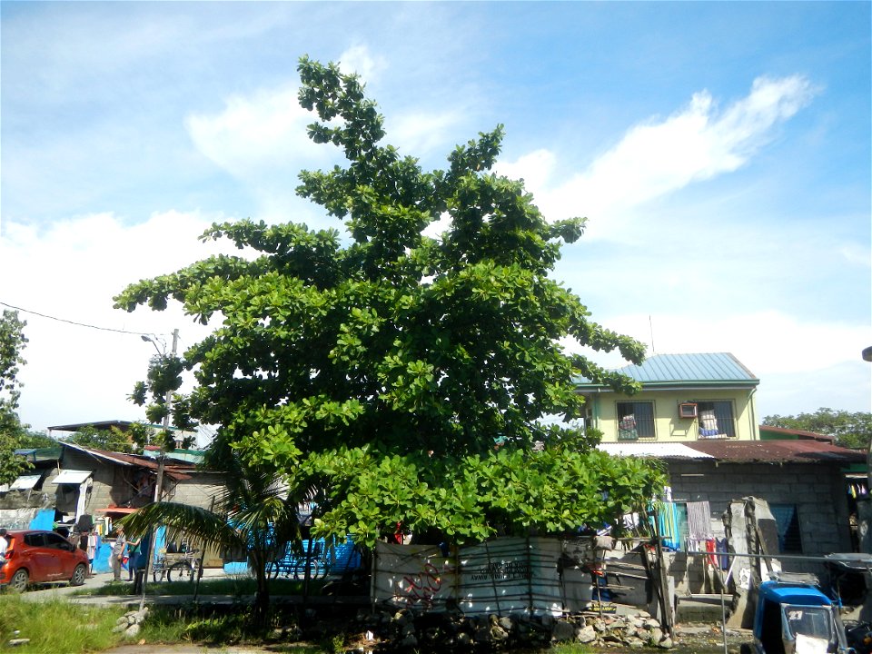 Photos taken during the 2020 coronavirus pandemic in Meycauayan, Bulacan Timeline of the 2020 coronavirus pandemic in the Philippines  2020 coronavirus pandemic in the Philippines Bayanihan to Heal as