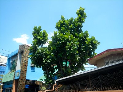 Baliuag, Bulacan during Pandemic