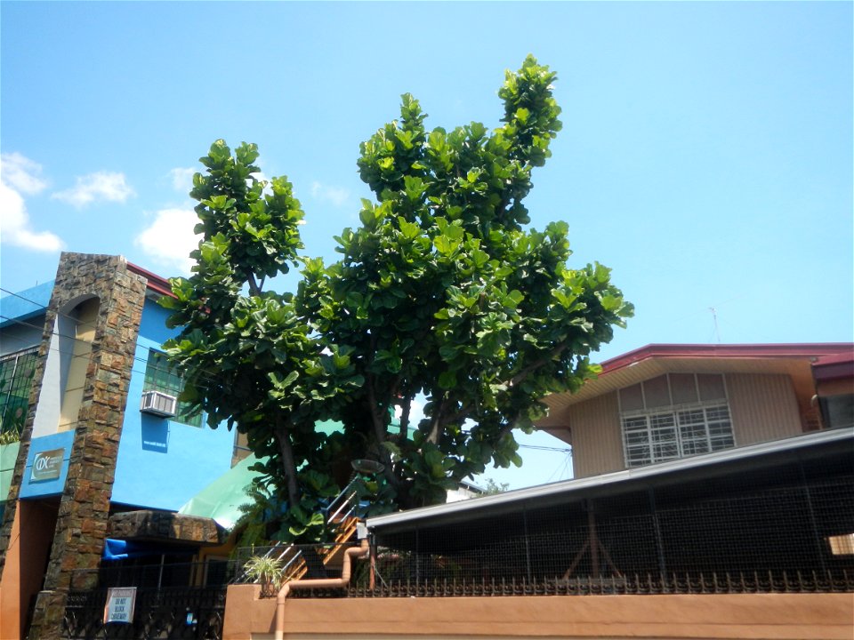 Baliuag, Bulacan during Pandemic