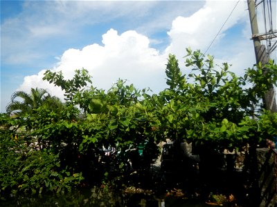 Photos taken during the 2020 coronavirus pandemic in Bocaue, Bulacan Timeline of the 2020 coronavirus pandemic in the Philippines  2020 coronavirus pandemic in the Philippines Bayanihan to Heal as One