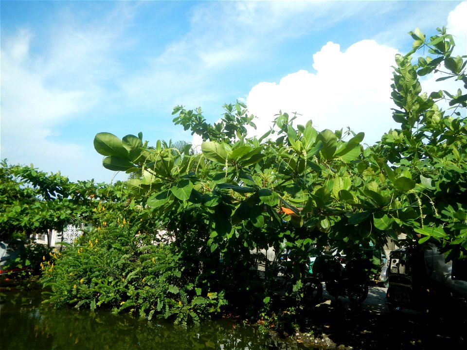 Photos taken during the 2020 coronavirus pandemic in Bocaue, Bulacan Timeline of the 2020 coronavirus pandemic in the Philippines  2020 coronavirus pandemic in the Philippines Bayanihan to Heal as One