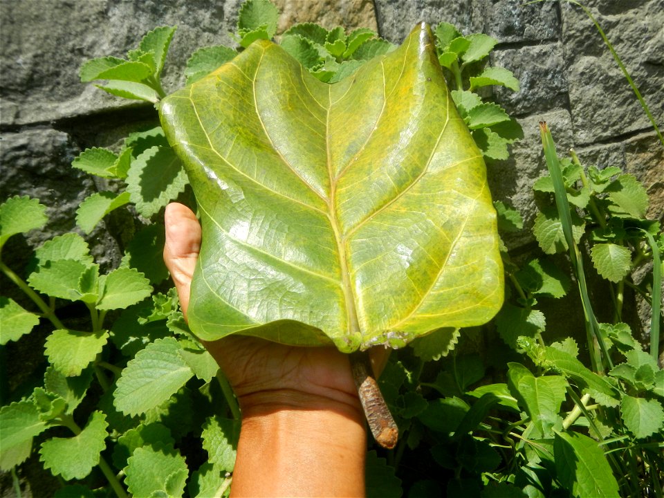 Talisay Terminalia catappa L. Tropical Diamond Lan ren shu Terminalia catappa  Camote slices in Poblacion, Baliuag, Bulacan Timeline of the 2020 coronavirus pandemic in the Philippines  2020 coronavir