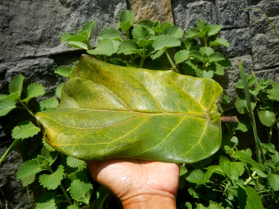 Talisay Terminalia catappa L. Tropical Diamond Lan ren shu Terminalia catappa  Camote slices in Poblacion, Baliuag, Bulacan Timeline of the 2020 coronavirus pandemic in the Philippines  2020 coronavir