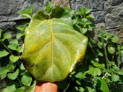 Talisay Terminalia catappa L. Tropical Diamond Lan ren shu Terminalia catappa  Camote slices in Poblacion, Baliuag, Bulacan Timeline of the 2020 coronavirus pandemic in the Philippines  2020 coronavir