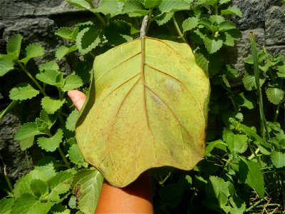 Talisay Terminalia catappa L. Tropical Diamond Lan ren shu Terminalia catappa  Camote slices in Poblacion, Baliuag, Bulacan Timeline of the 2020 coronavirus pandemic in the Philippines  2020 coronavir