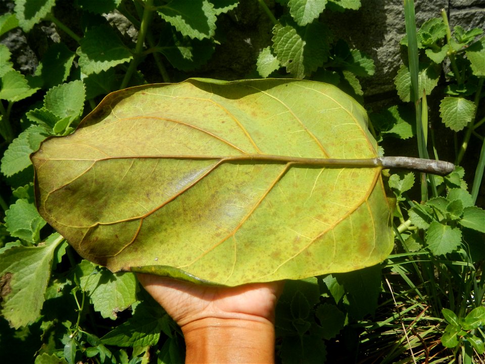 Talisay Terminalia catappa L. Tropical Diamond Lan ren shu Terminalia catappa  Camote slices in Poblacion, Baliuag, Bulacan Timeline of the 2020 coronavirus pandemic in the Philippines  2020 coronavir